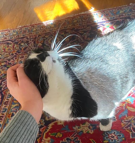 Enlarge Domino, a ADOPTABLE Domestic Medium Hair in Indianapolis, IN image 5/6