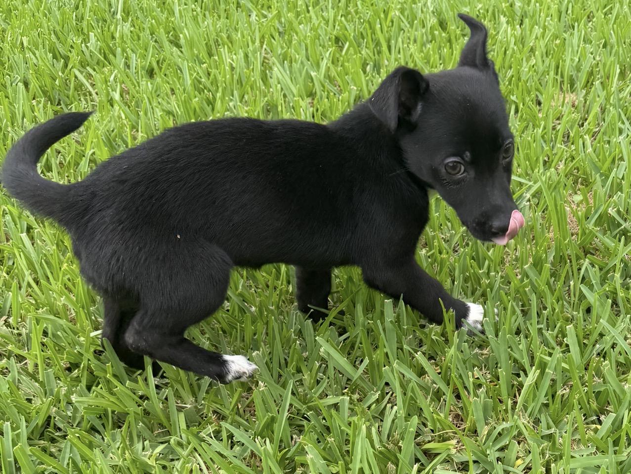 Flora, a ADOPTABLE mixed breed in Westerly, RI image 1/3