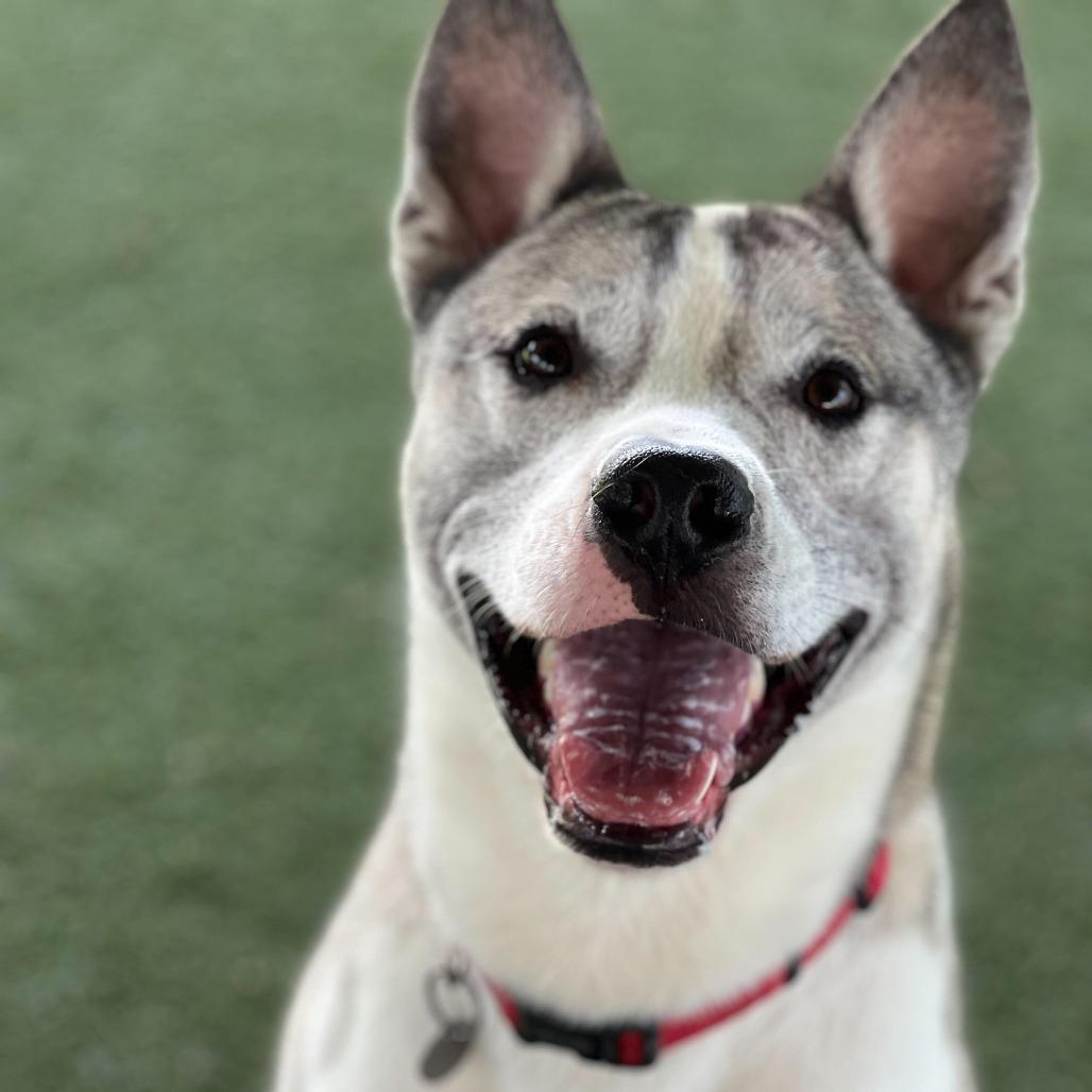 Enlarge Thomas, a Adoptable mixed breed in Riverside, CA image 1/6