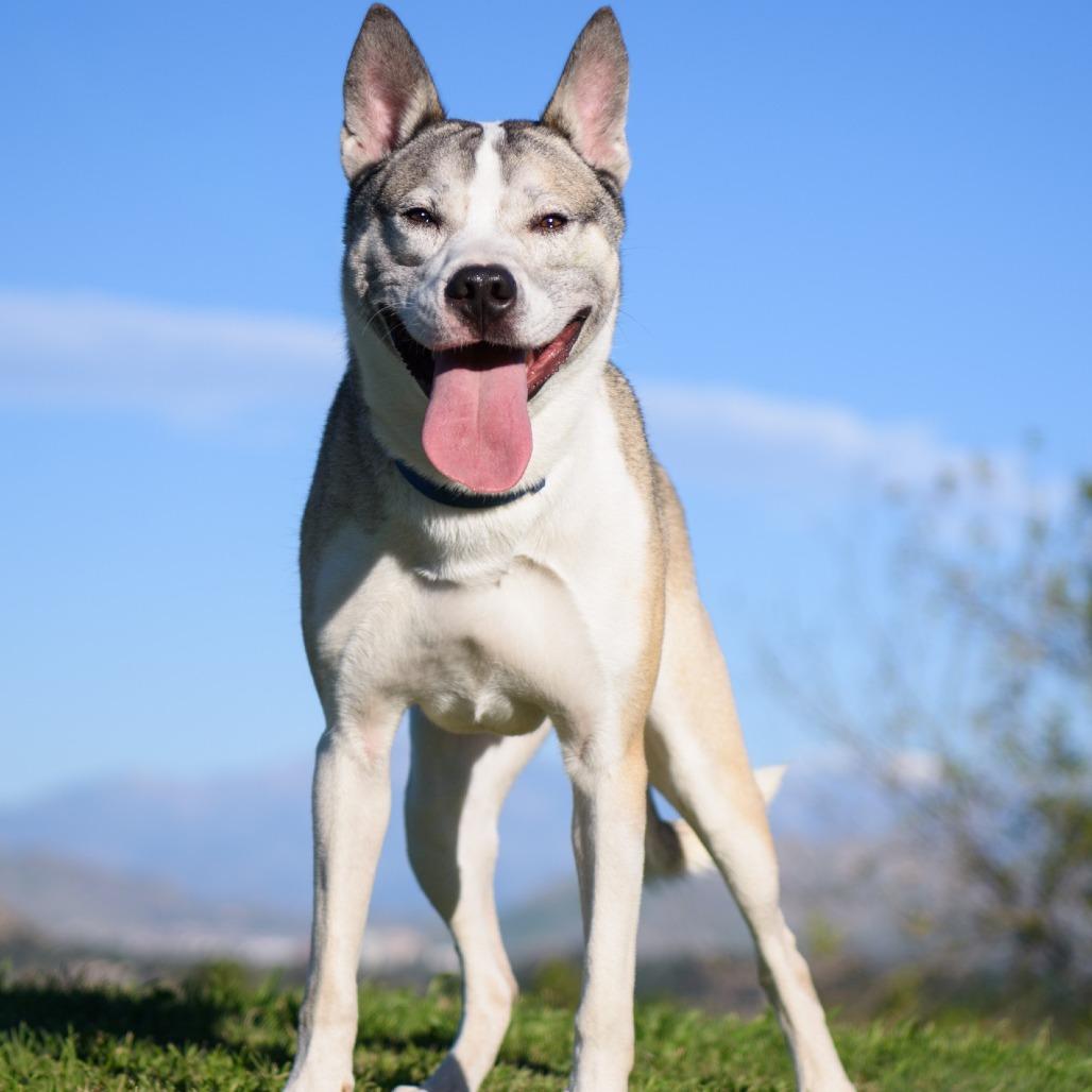 Thomas, Adoptable, Adult Male Siberian Husky & Mixed Breed.