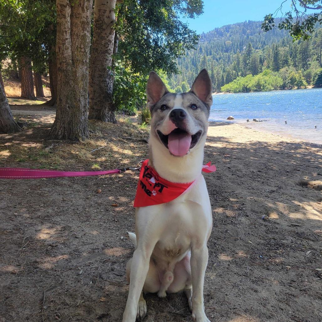 Enlarge Thomas, a Adoptable mixed breed in Riverside, CA image 2/6