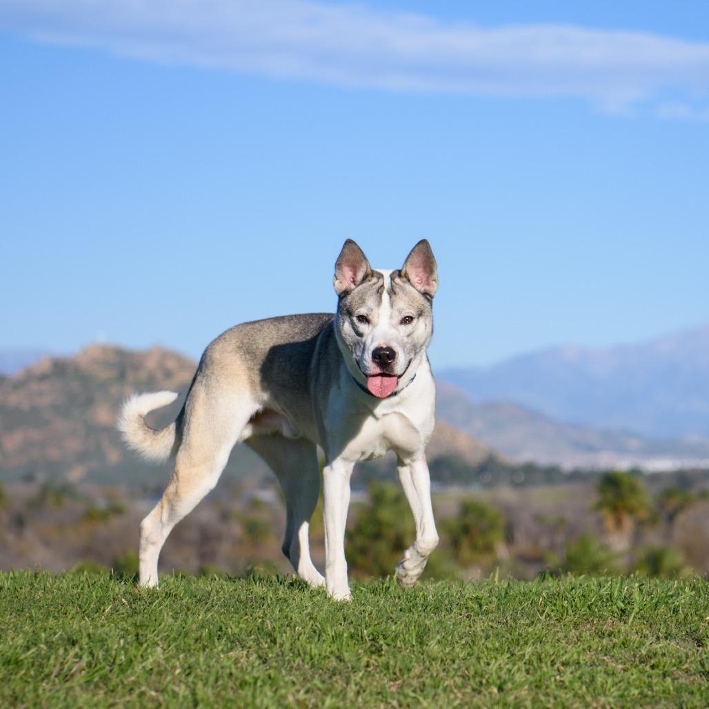 Thomas, Adoptable, Adult Male Siberian Husky & Mixed Breed.
