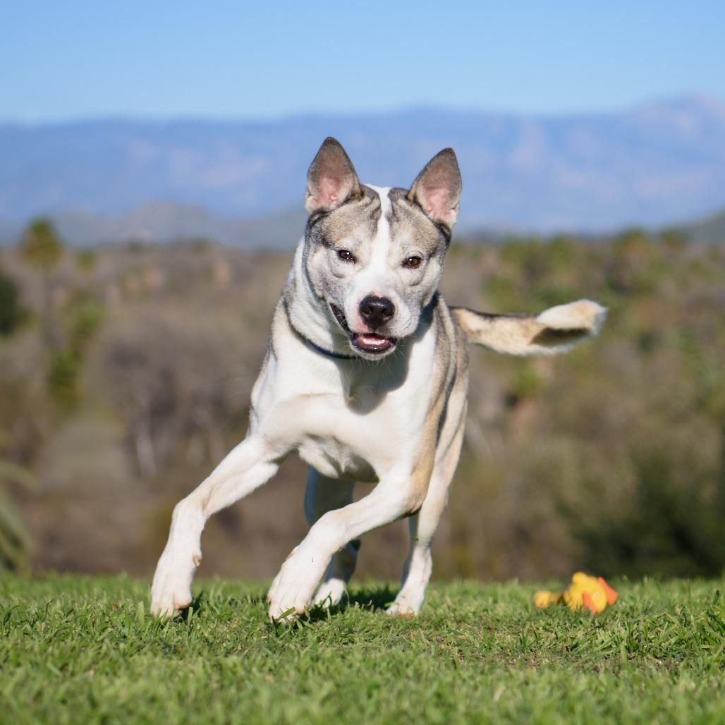 Thomas, Adoptable, Adult Male Siberian Husky & Mixed Breed.