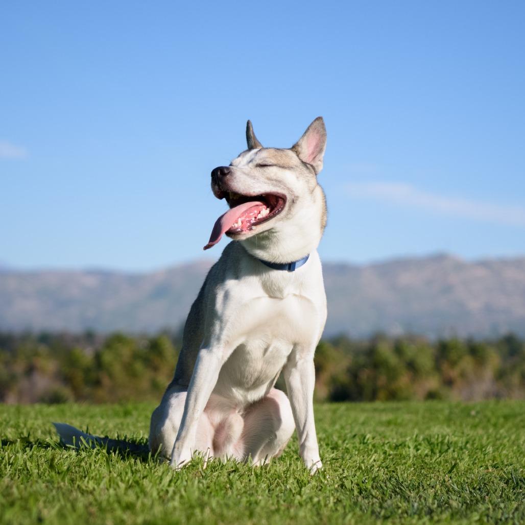 Thomas, Adoptable, Adult Male Siberian Husky & Mixed Breed.