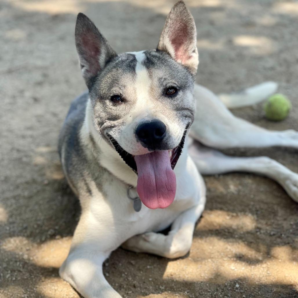Enlarge Thomas, a Adoptable mixed breed in Riverside, CA image 3/6