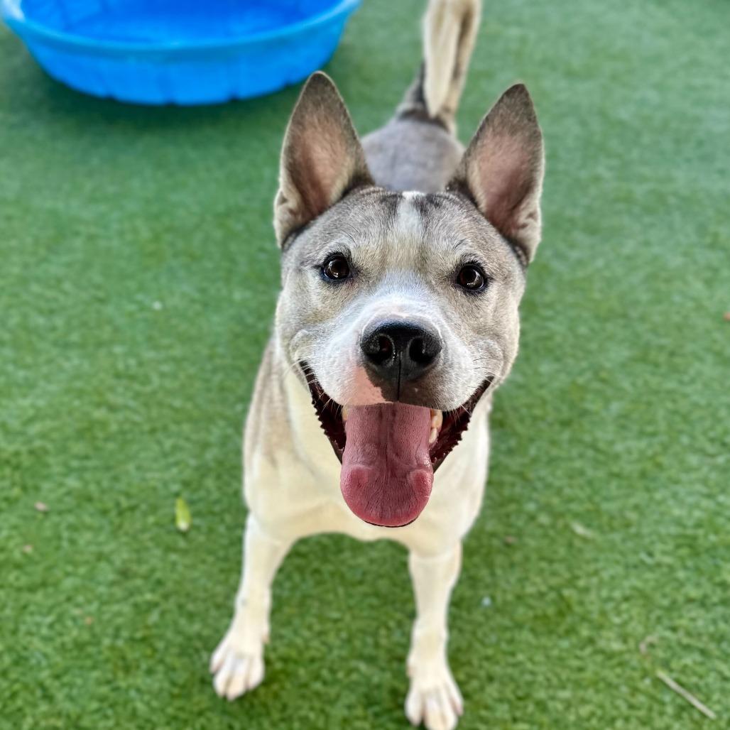 Enlarge Thomas, a Adoptable mixed breed in Riverside, CA image 2/6