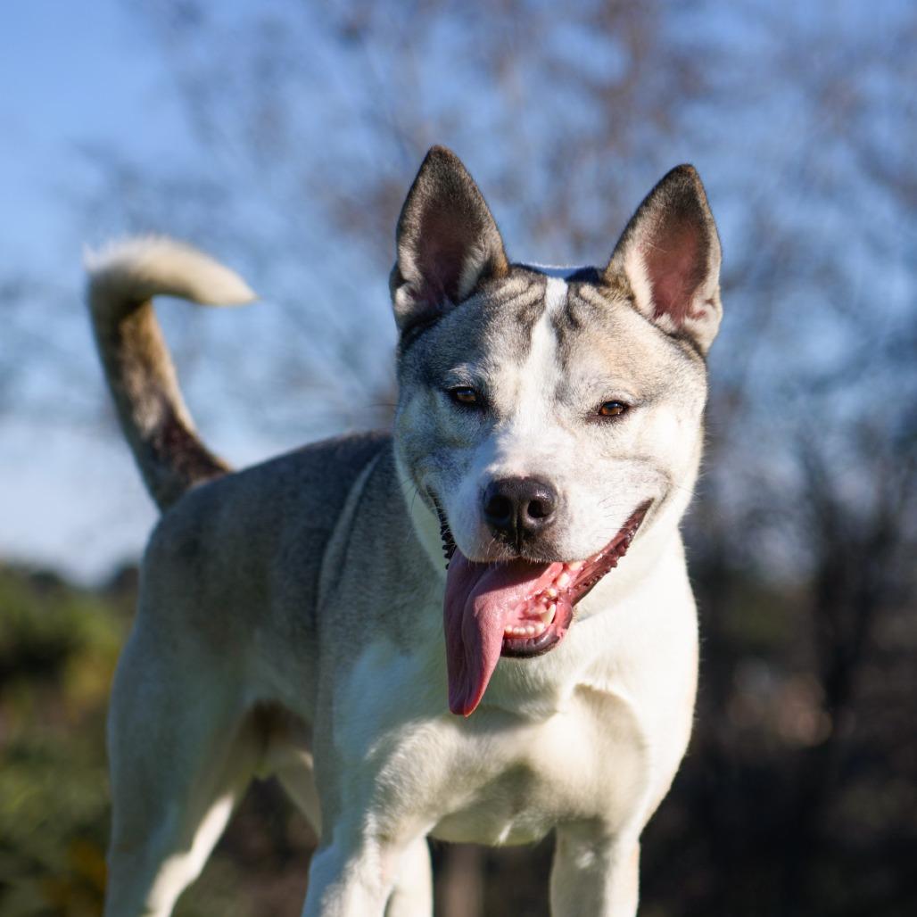 Enlarge Thomas, a Adoptable mixed breed in Riverside, CA image 3/6