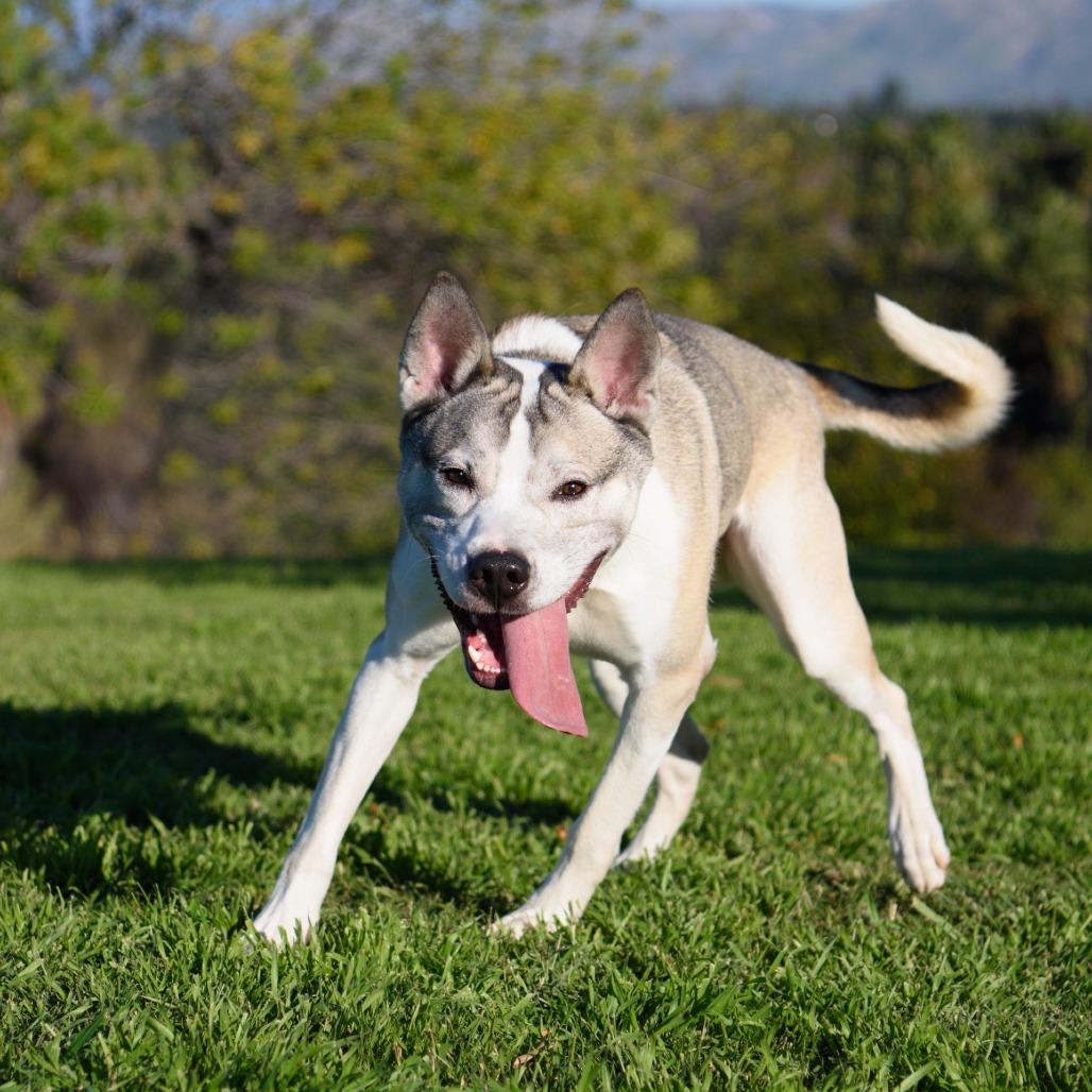 Enlarge Thomas, a Adoptable mixed breed in Riverside, CA image 4/6