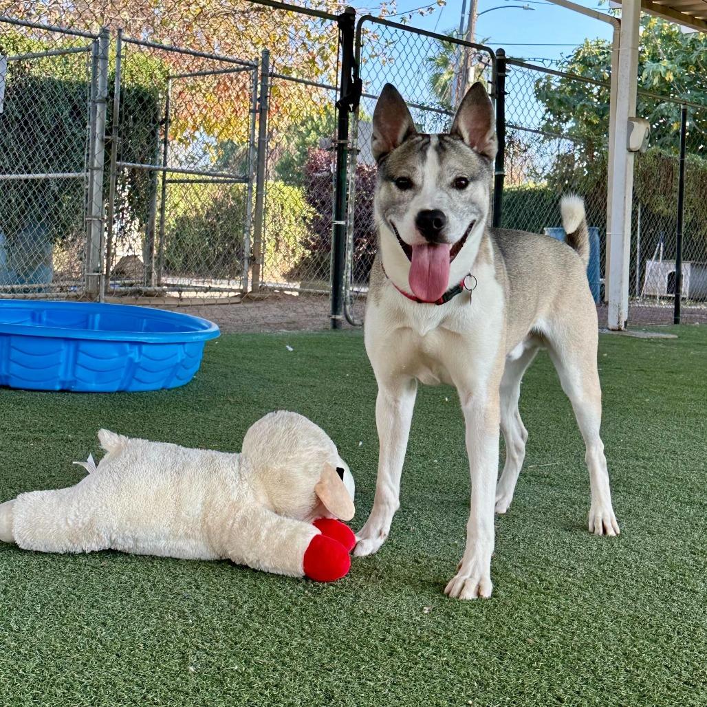 Enlarge Thomas, a Adoptable mixed breed in Riverside, CA image 5/6
