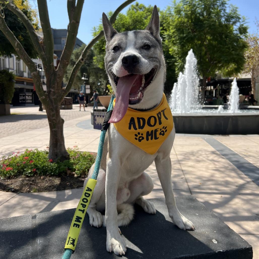 Enlarge Thomas, a Adoptable mixed breed in Riverside, CA image 6/6