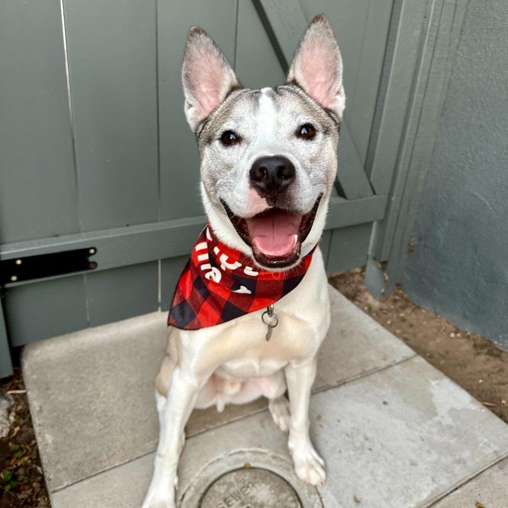 Enlarge Thomas, a Adoptable mixed breed in Riverside, CA image 5/6
