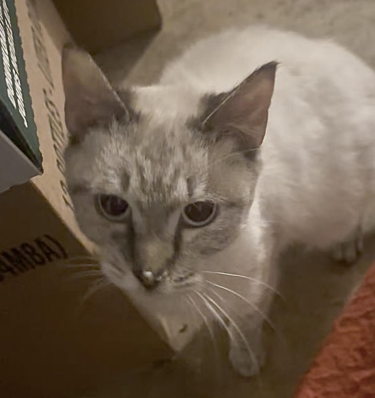 Enlarge FOSTER NEEDED-JASMINE, a ADOPTABLE Siamese in Covington, KY image 1/3