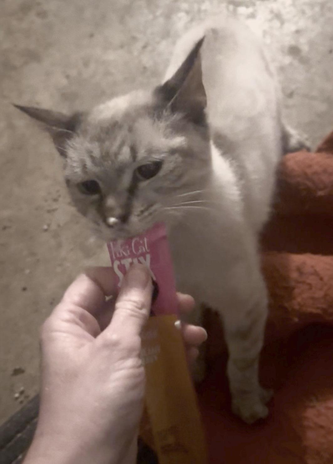 Enlarge FOSTER NEEDED-JASMINE, a ADOPTABLE Siamese in Covington, KY image 3/3