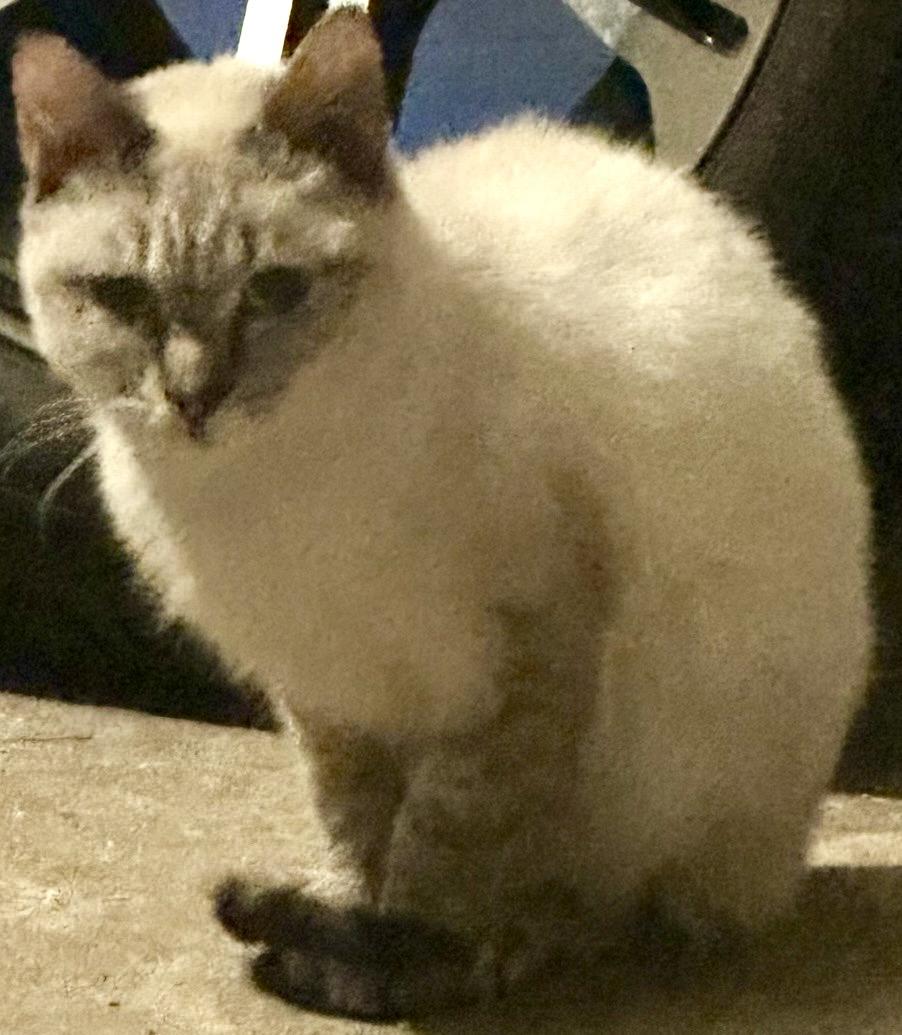 Enlarge FOSTER NEEDED-JASMINE, a ADOPTABLE Siamese in Covington, KY image 2/3