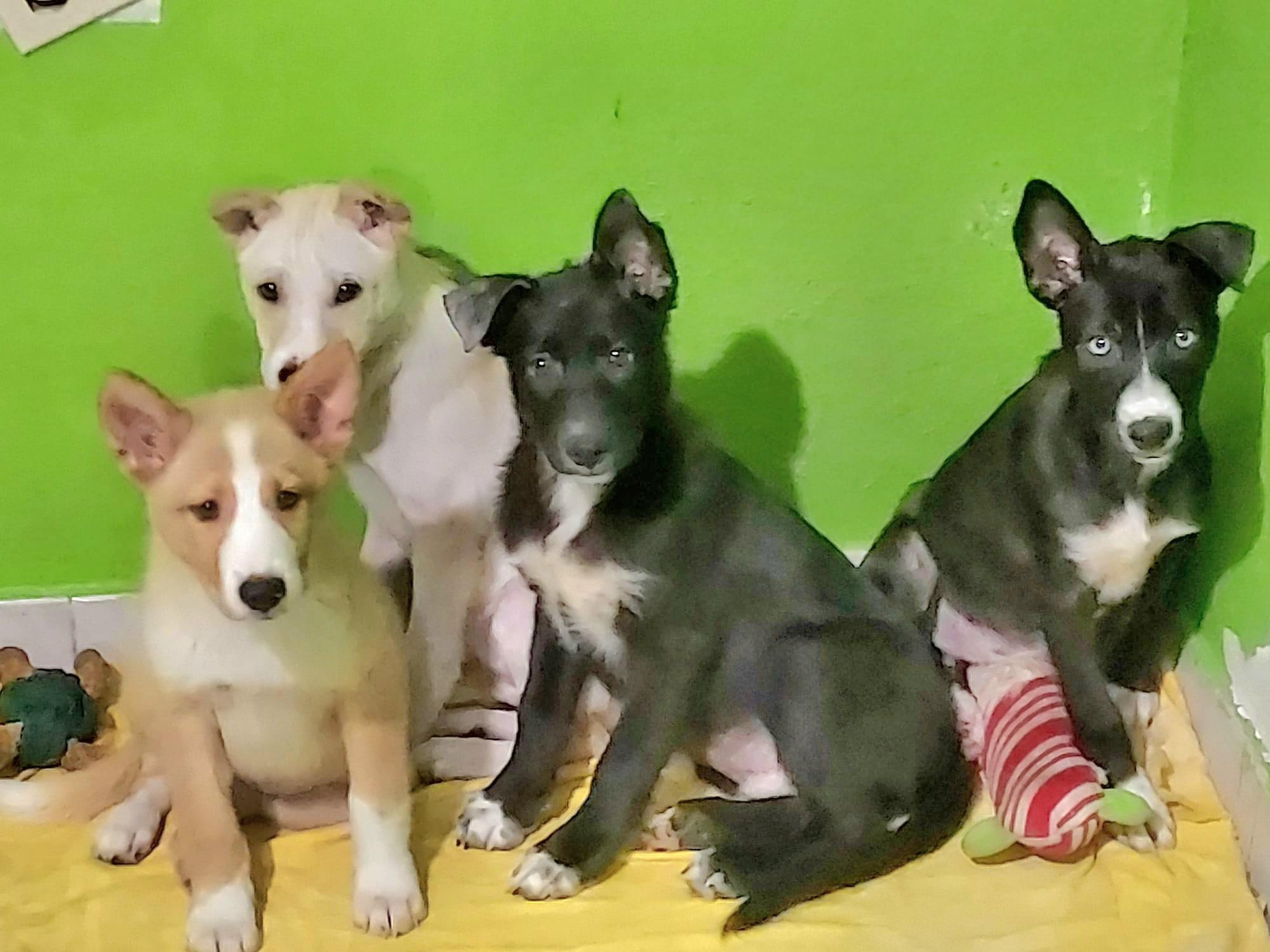 Nico "got Any Bellyrubs?" thumbnail 2