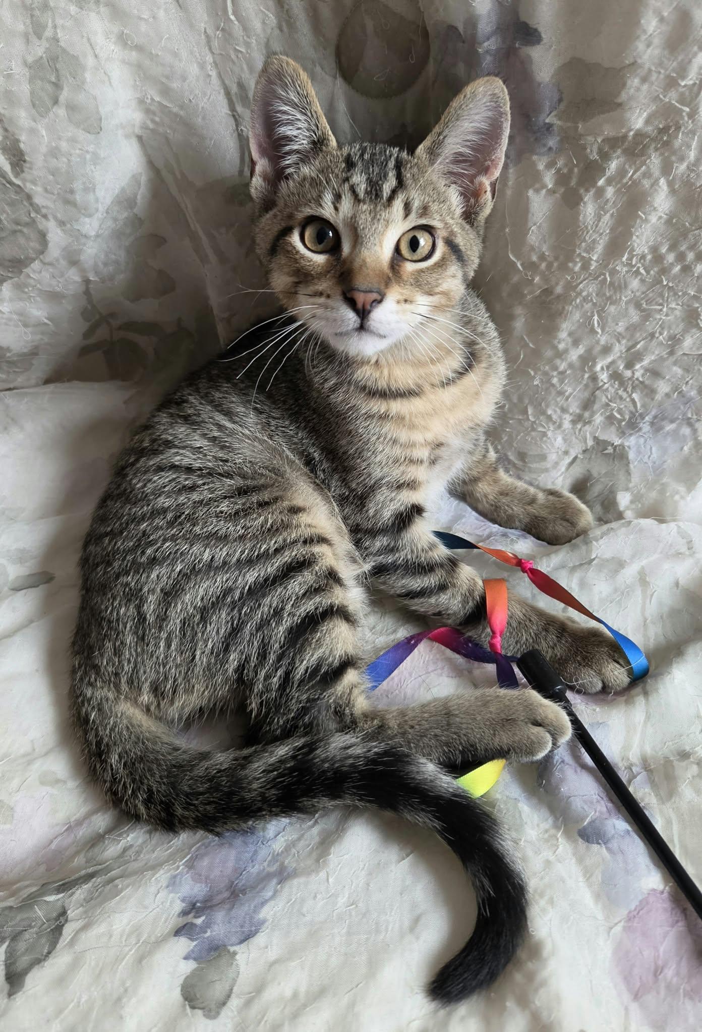 Enlarge Linus, a Adoptable Tabby in Crystal Lake, IL image 2/5
