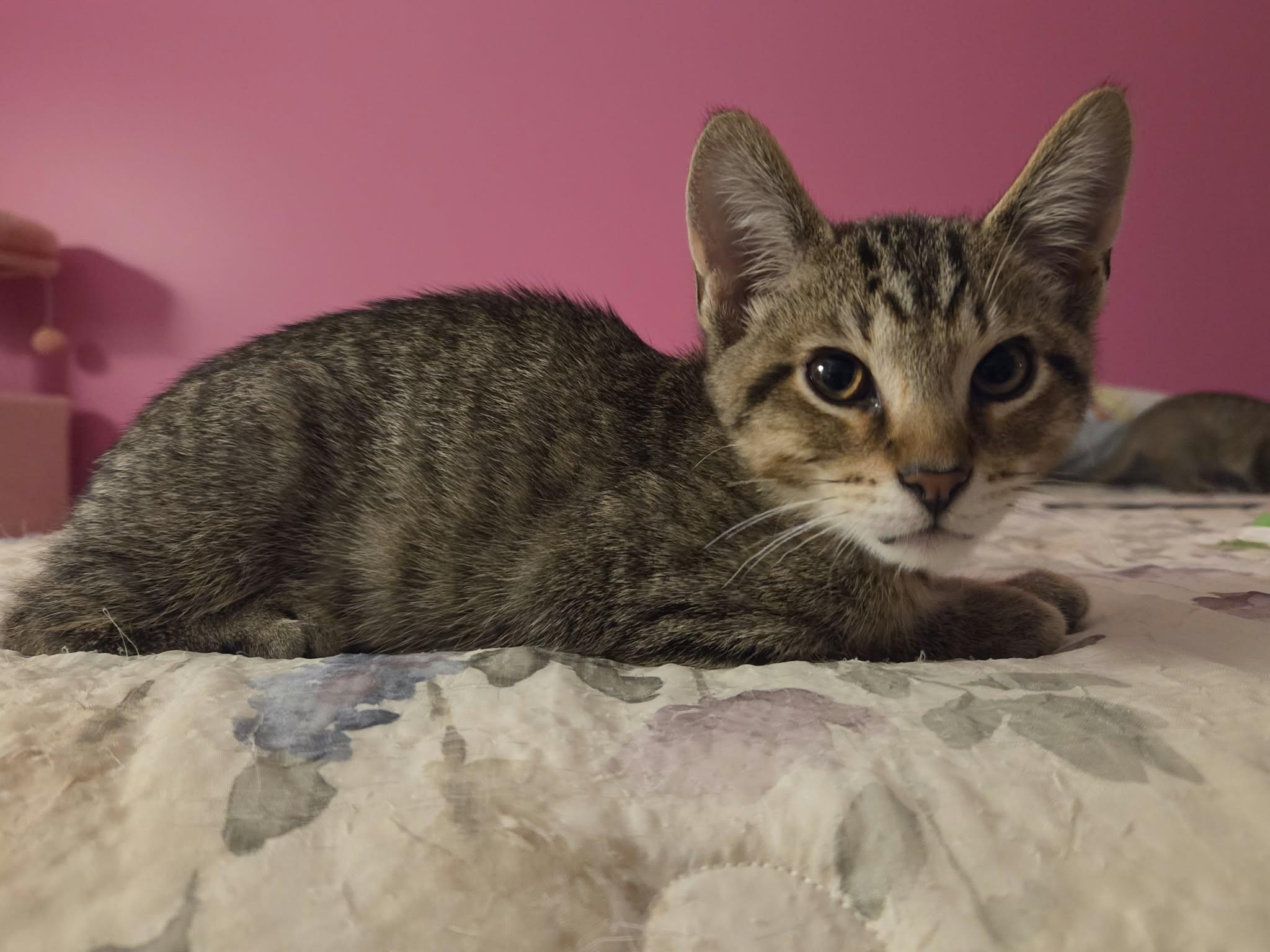Enlarge Linus, a Adoptable Tabby in Crystal Lake, IL image 1/5