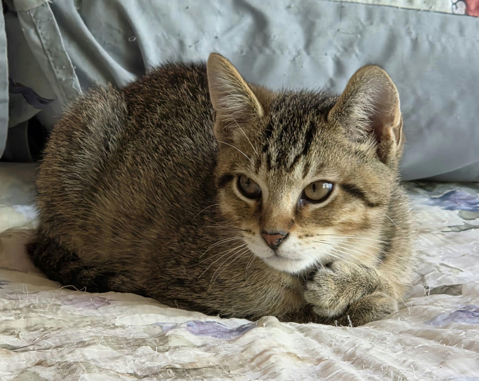 Enlarge Linus, a Adoptable Tabby in Crystal Lake, IL image 3/5