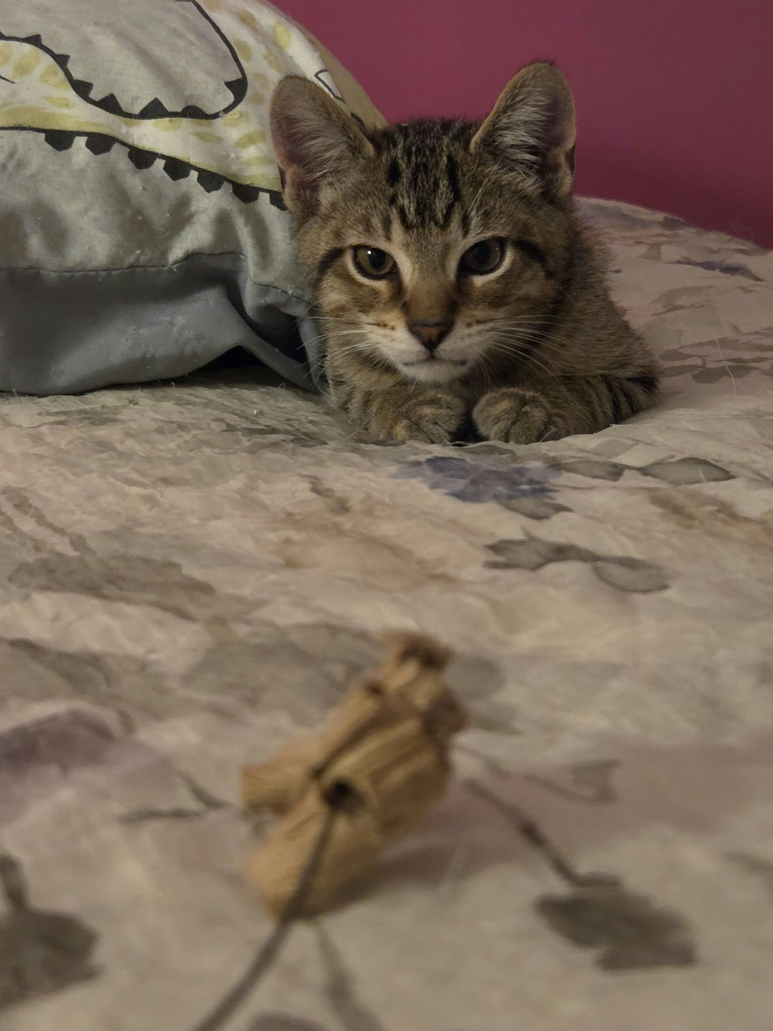 Enlarge Linus, a Adoptable Tabby in Crystal Lake, IL image 4/5