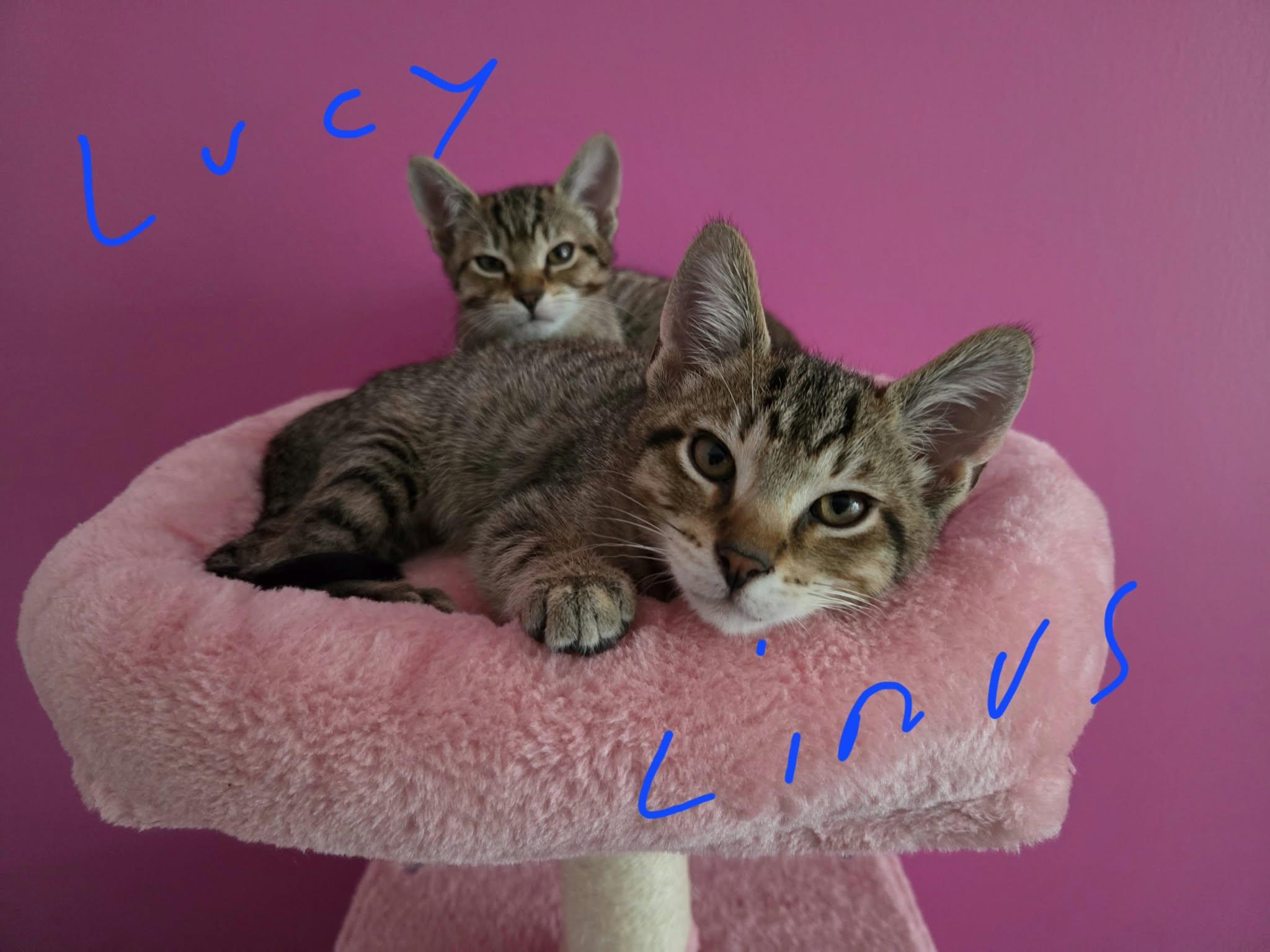 Enlarge Linus, a Adoptable Tabby in Crystal Lake, IL image 5/5