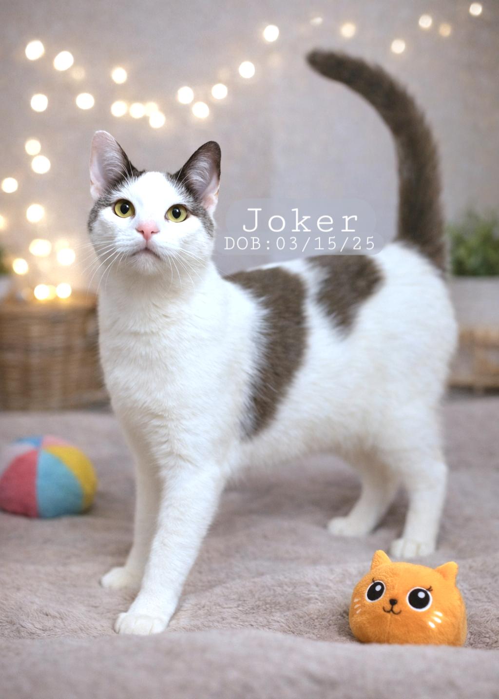 Joker, Adoptable, Kitten Male Domestic Short Hair & Turkish Van.