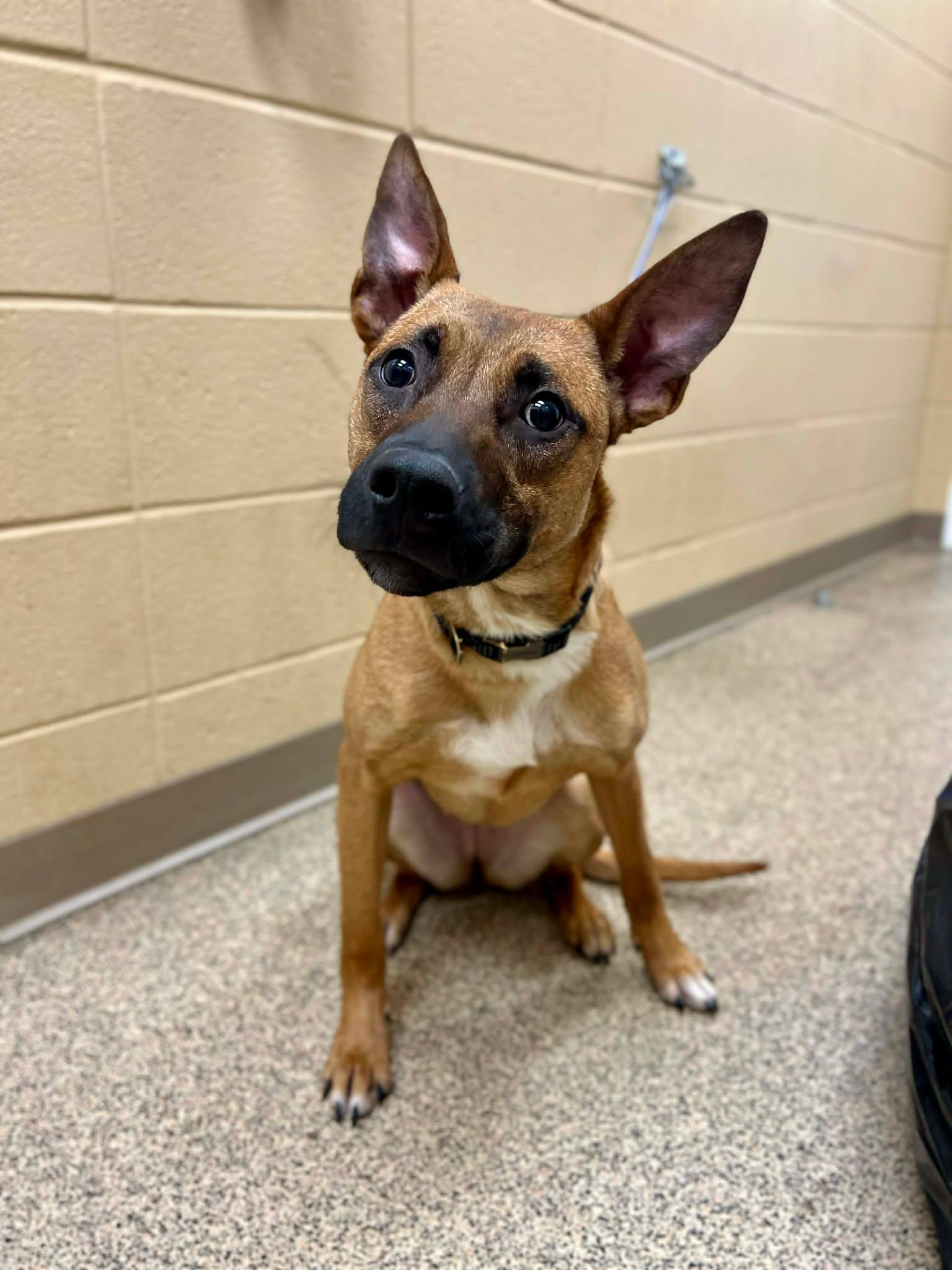 Enlarge Athena, a ADOPTABLE German Shepherd Dog in Fort Payne, AL image 1/1