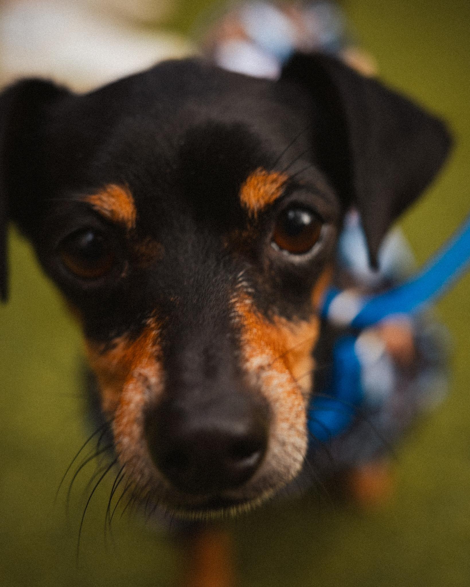 Enlarge Snickerdoodle, a Adoptable mixed breed in Towanda, KS image 6/6