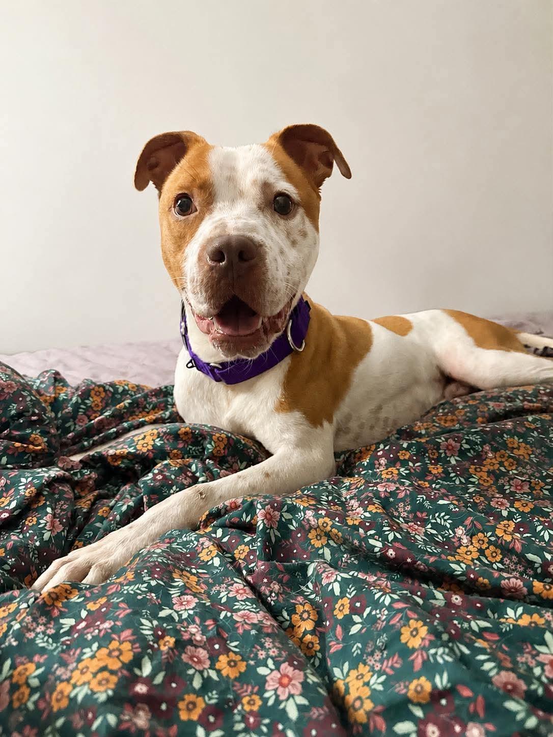 Enlarge Petey, an adopted mixed breed in Greensburg, PA image 6/6