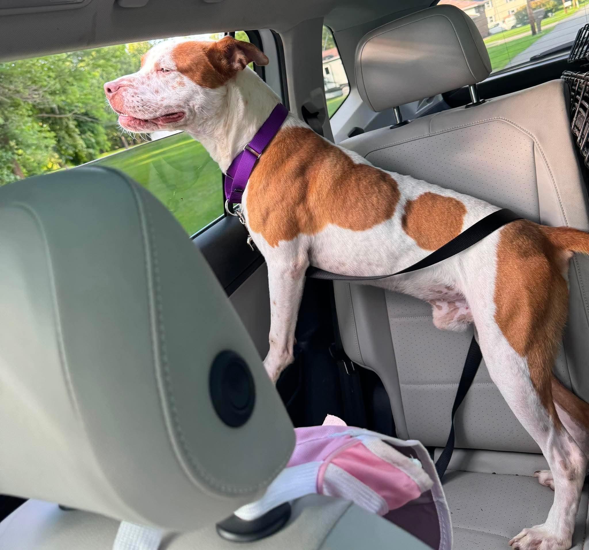 Enlarge Petey, an adopted mixed breed in Greensburg, PA image 2/6