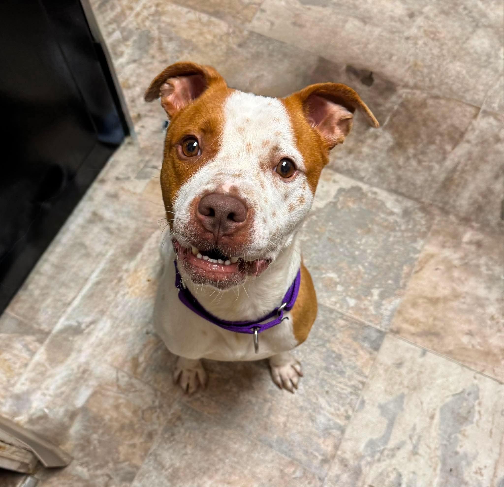 Petey, adopted, Adult Male Pit Bull Terrier.
