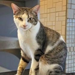 Nuke, Adoptable, Young Male Domestic Short Hair.