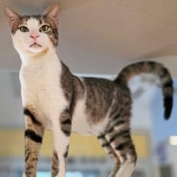 Enlarge Nuke, a Adoptable Domestic Short Hair in Webster, TX image 2/6