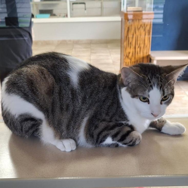 Enlarge Nuke, a Adoptable Domestic Short Hair in Webster, TX image 3/6