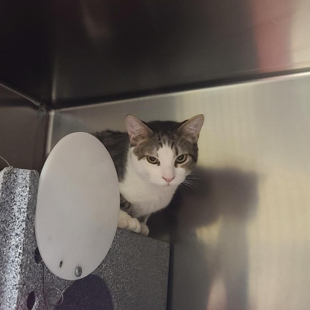 Enlarge Nuke, a Adoptable Domestic Short Hair in Webster, TX image 4/6