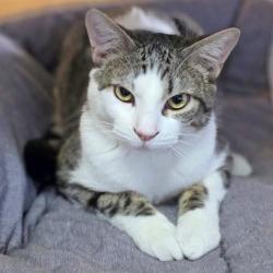 Enlarge Nuke, a Adoptable Domestic Short Hair in Webster, TX image 5/6