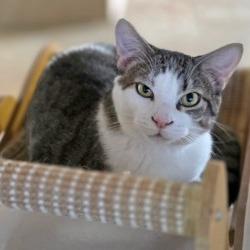 Enlarge Nuke, a Adoptable Domestic Short Hair in Webster, TX image 6/6