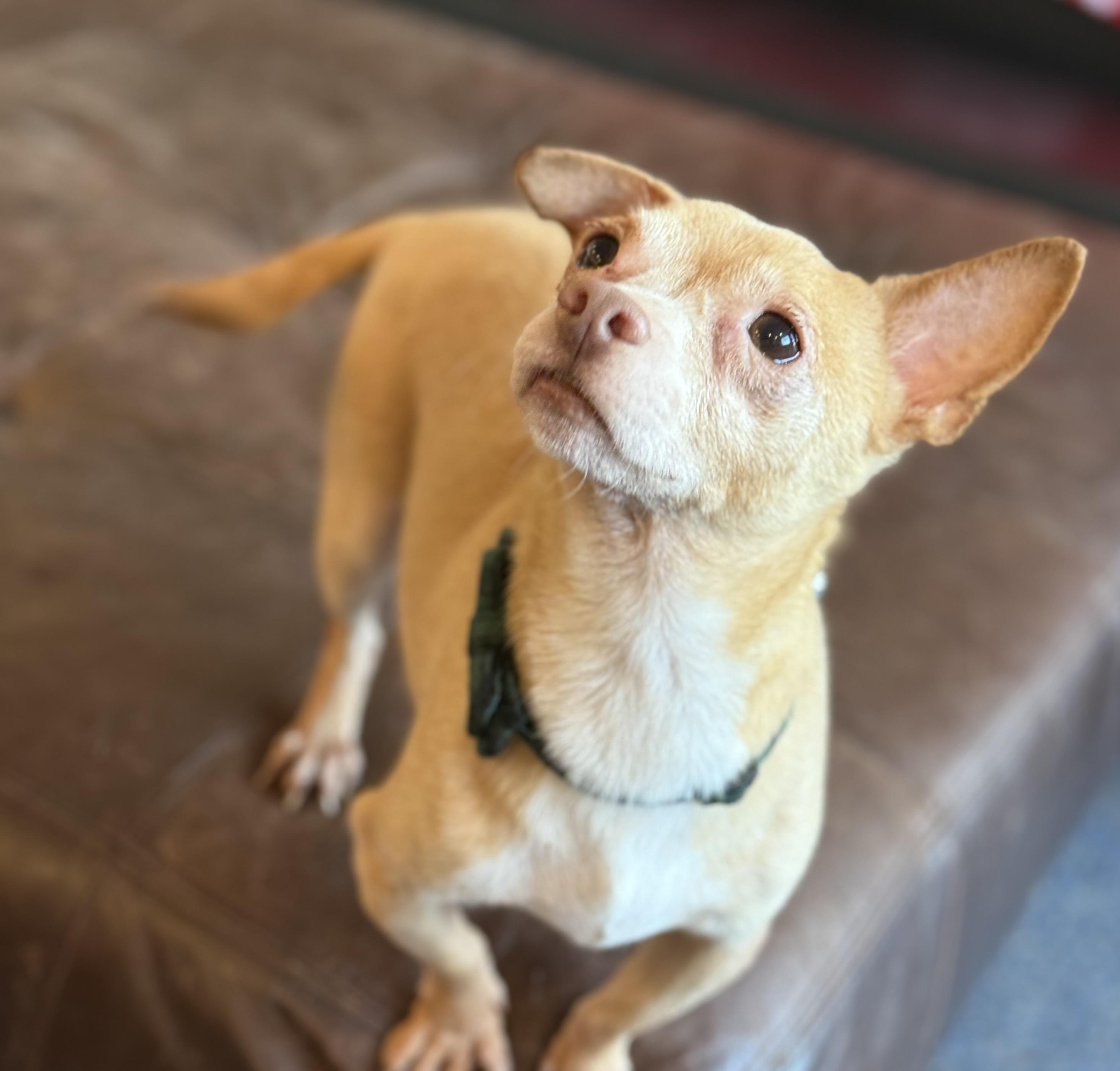 Enlarge Banks, a ADOPTABLE mixed breed in Phoenix, AZ image 4/4