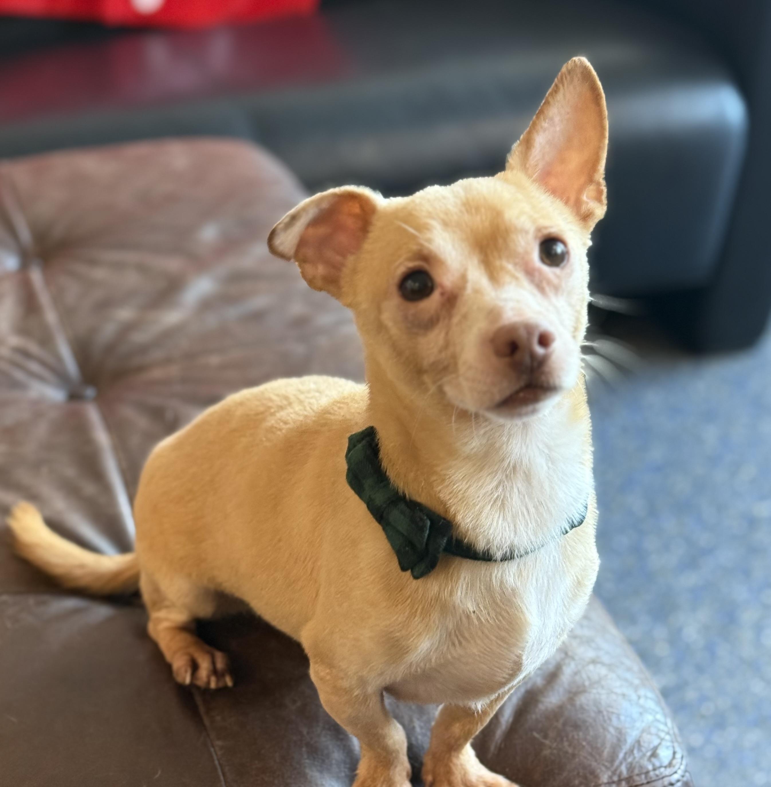 Enlarge Banks, a ADOPTABLE mixed breed in Phoenix, AZ image 2/4