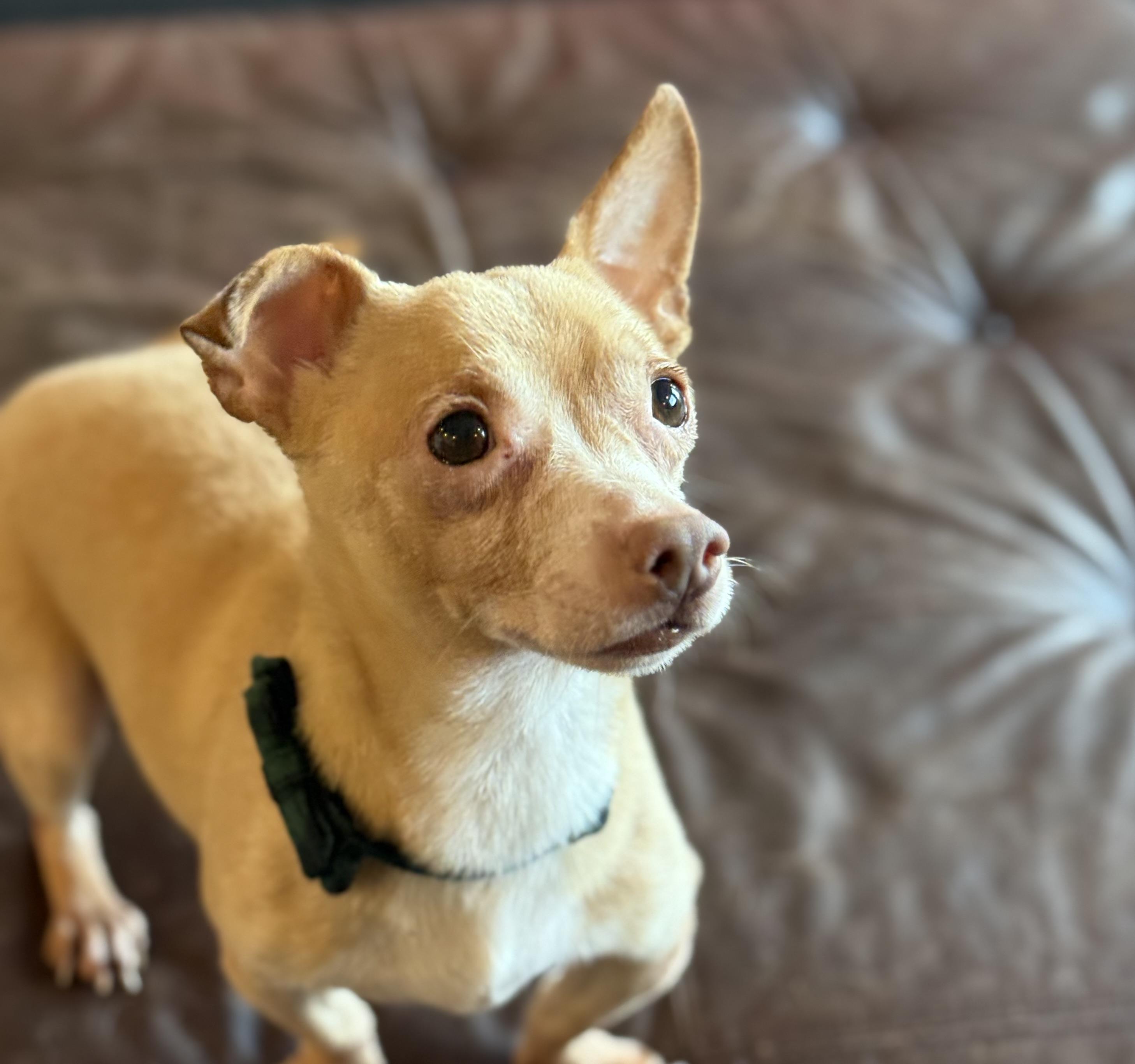 Enlarge Banks, a ADOPTABLE mixed breed in Phoenix, AZ image 3/4