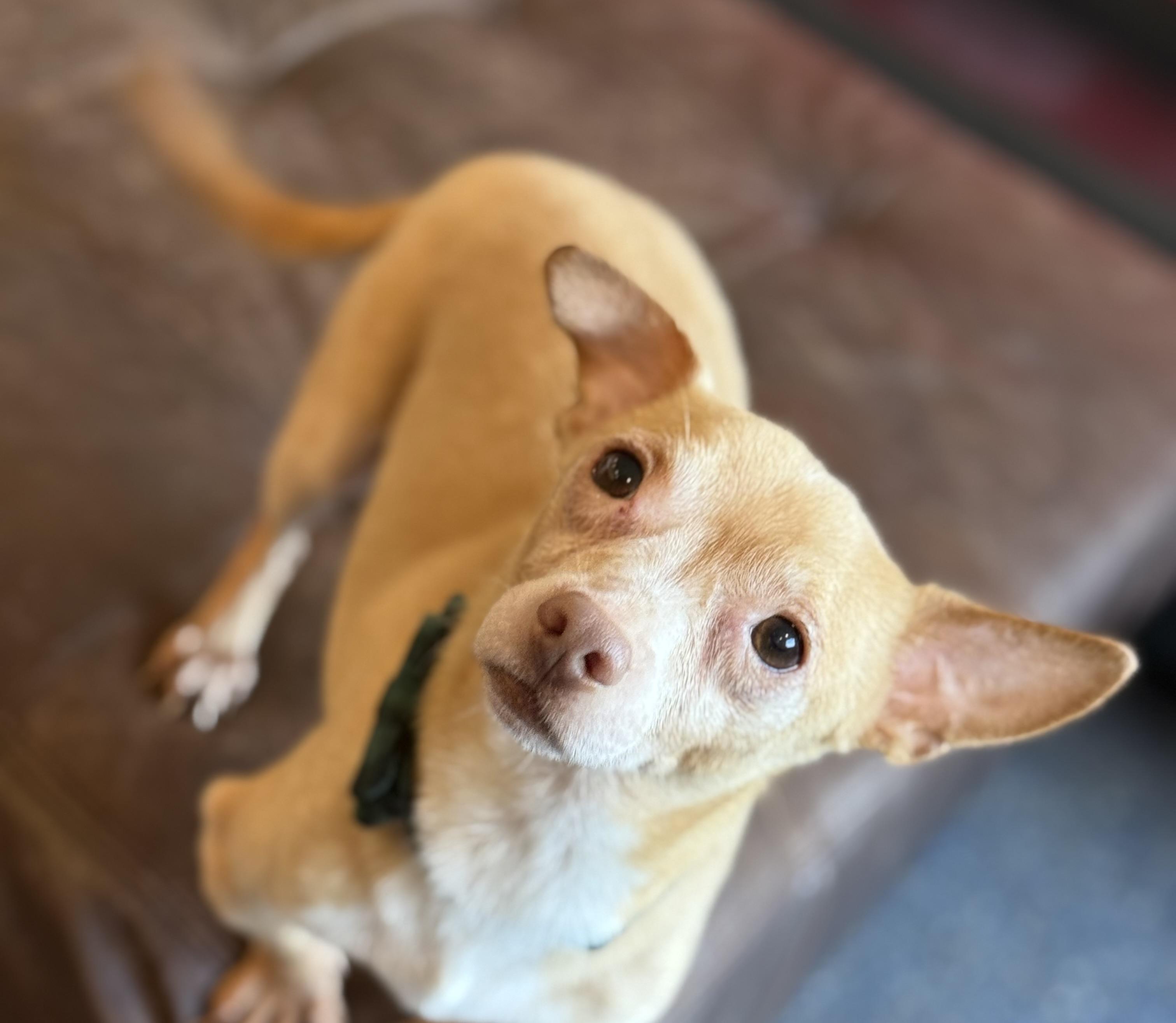 Banks, ADOPTABLE, Adult Male Chihuahua & Dachshund.
