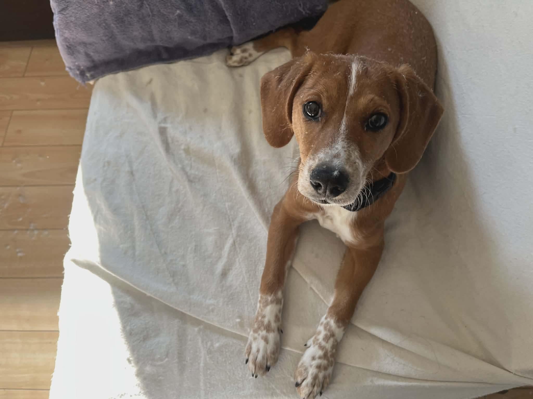 Enlarge Jade, a ADOPTABLE mixed breed in Westwood, NJ image 6/6