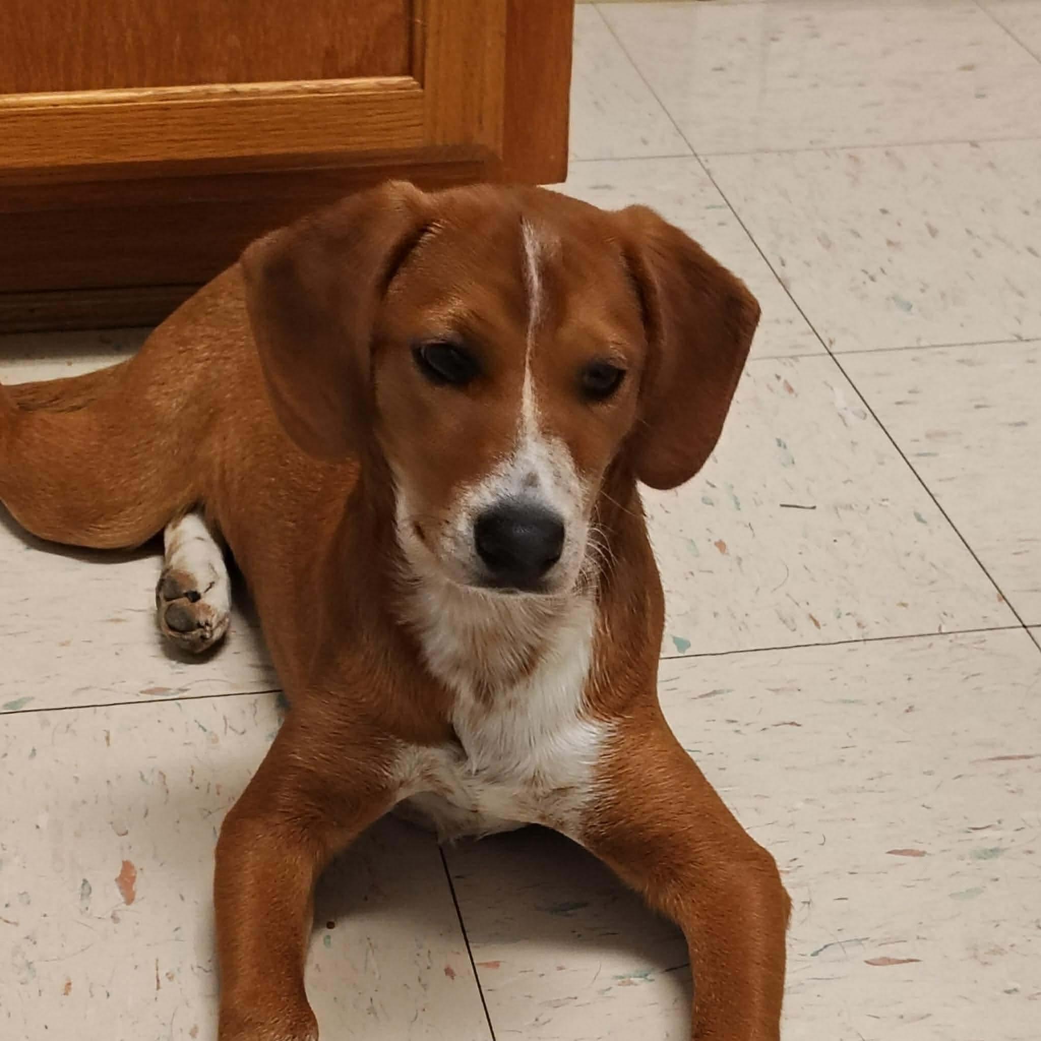 Enlarge Jade, a ADOPTABLE mixed breed in Westwood, NJ image 2/6