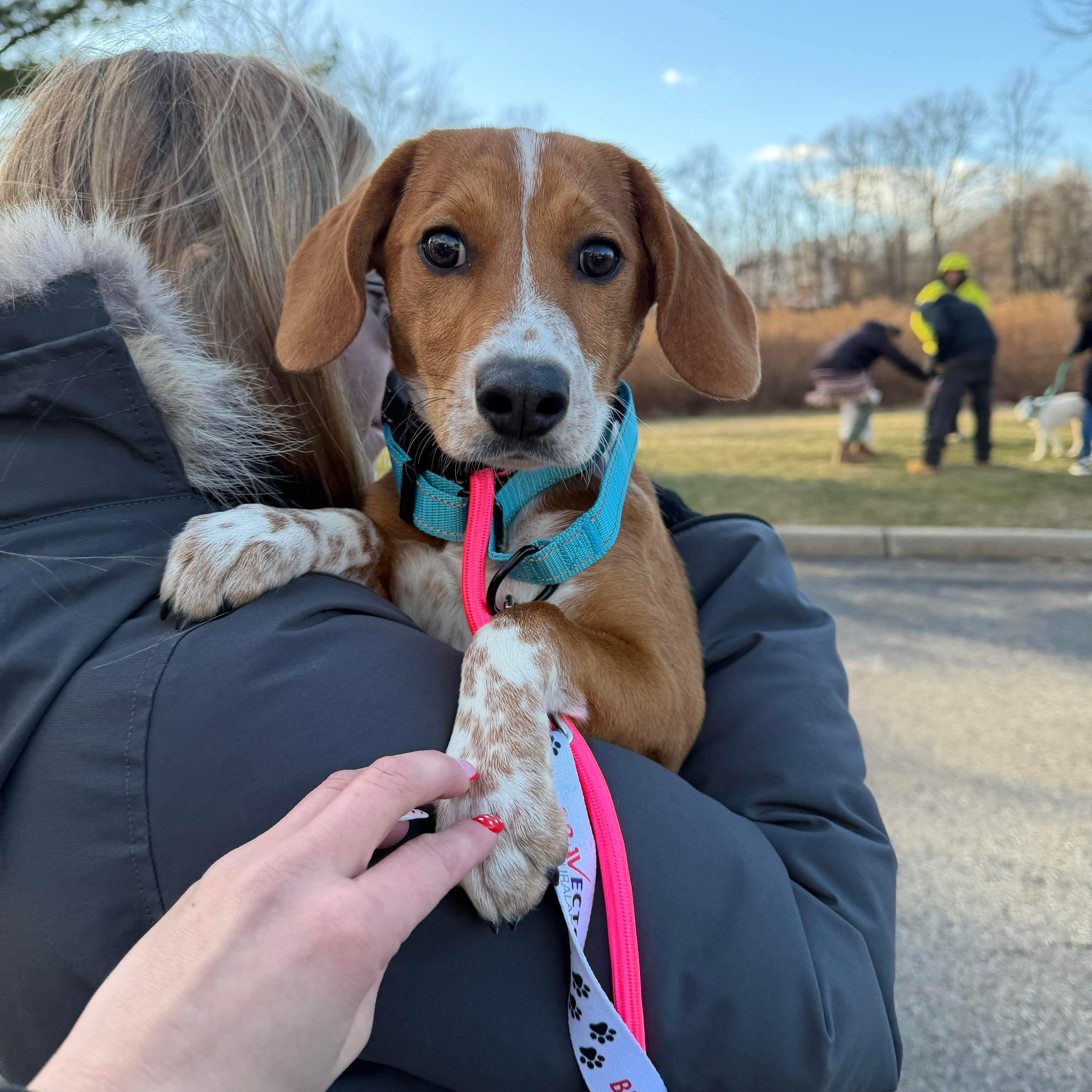 Enlarge Jade, a ADOPTABLE mixed breed in Westwood, NJ image 1/6