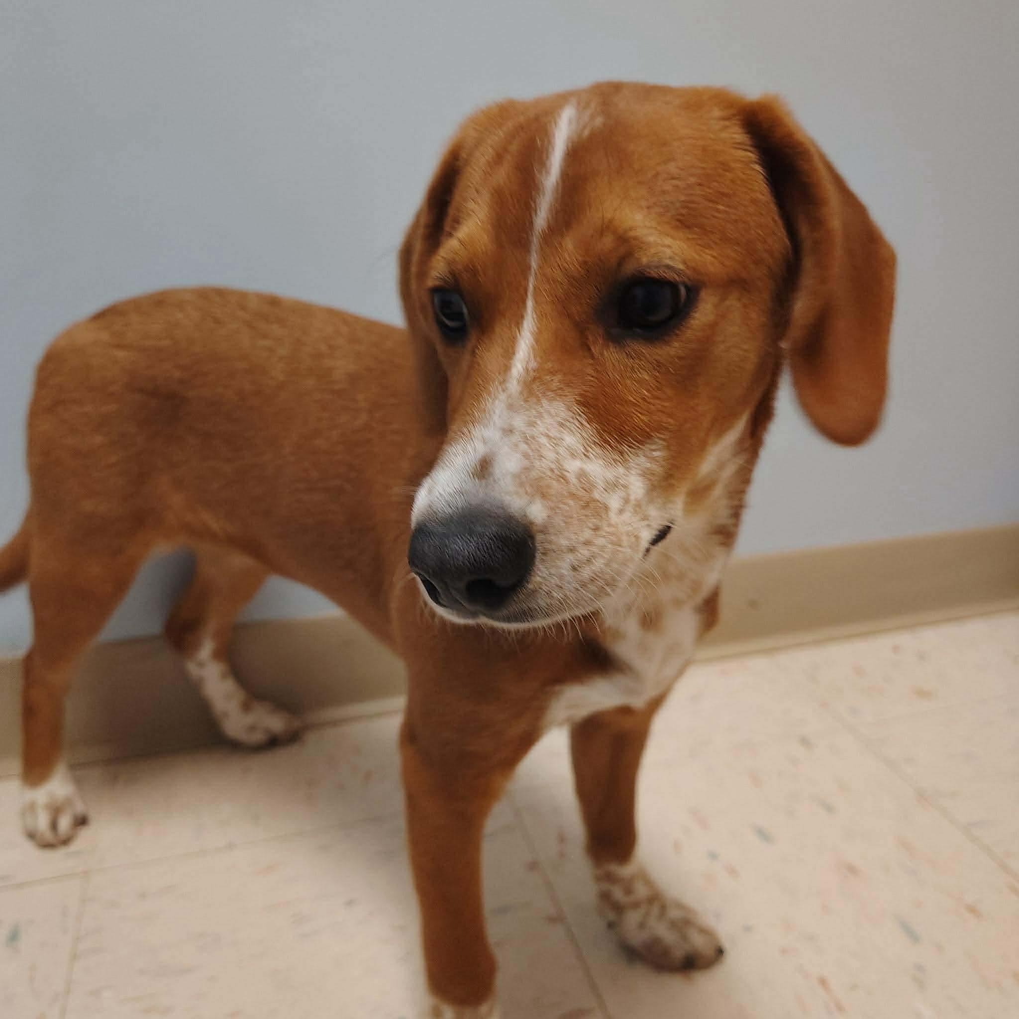 Enlarge Jade, a ADOPTABLE mixed breed in Westwood, NJ image 4/6