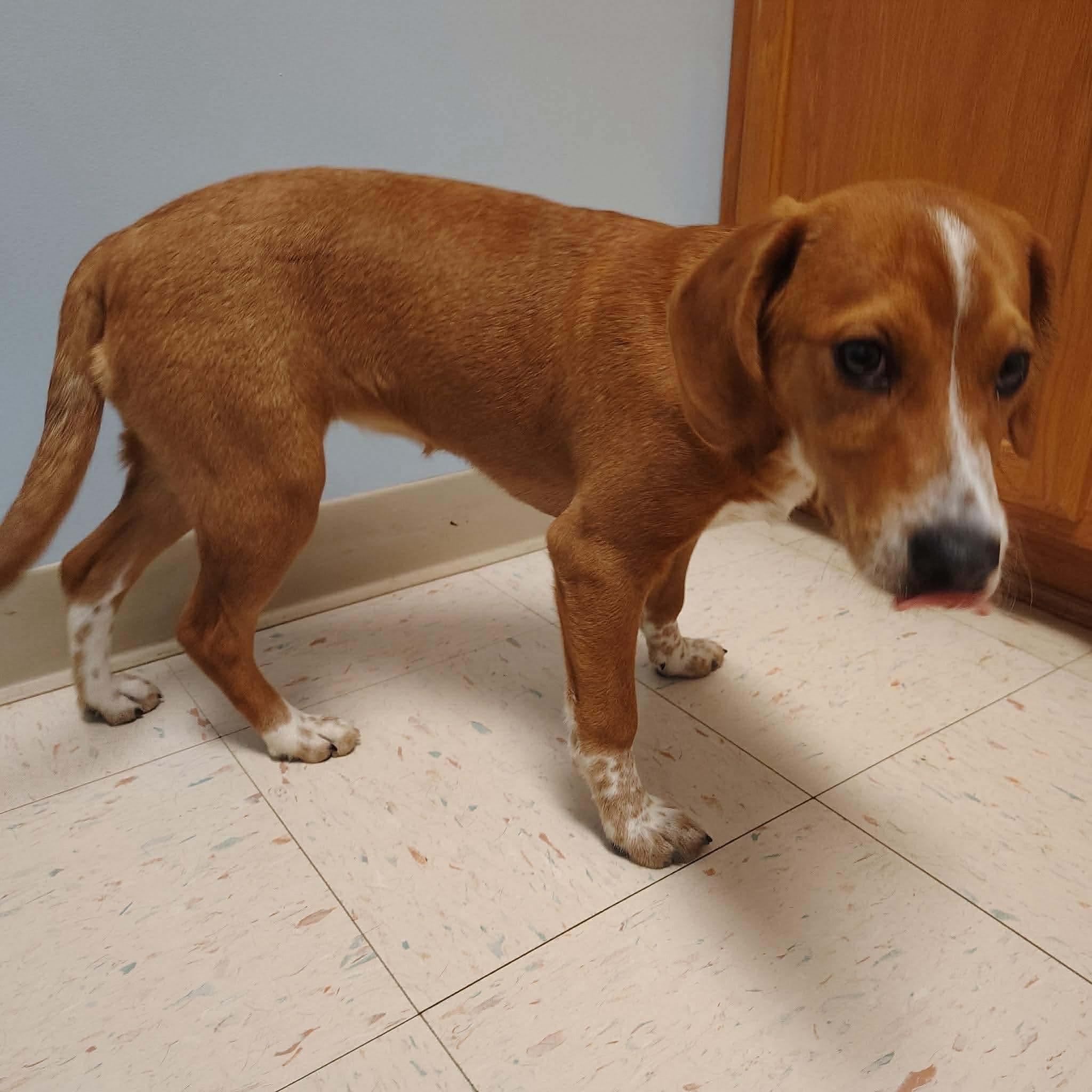 Enlarge Jade, a ADOPTABLE mixed breed in Westwood, NJ image 5/6