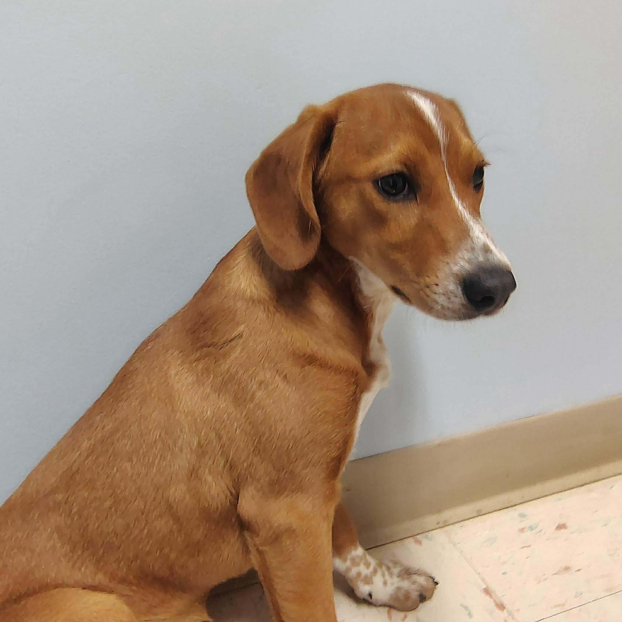 Enlarge Jade, a ADOPTABLE mixed breed in Westwood, NJ image 3/6