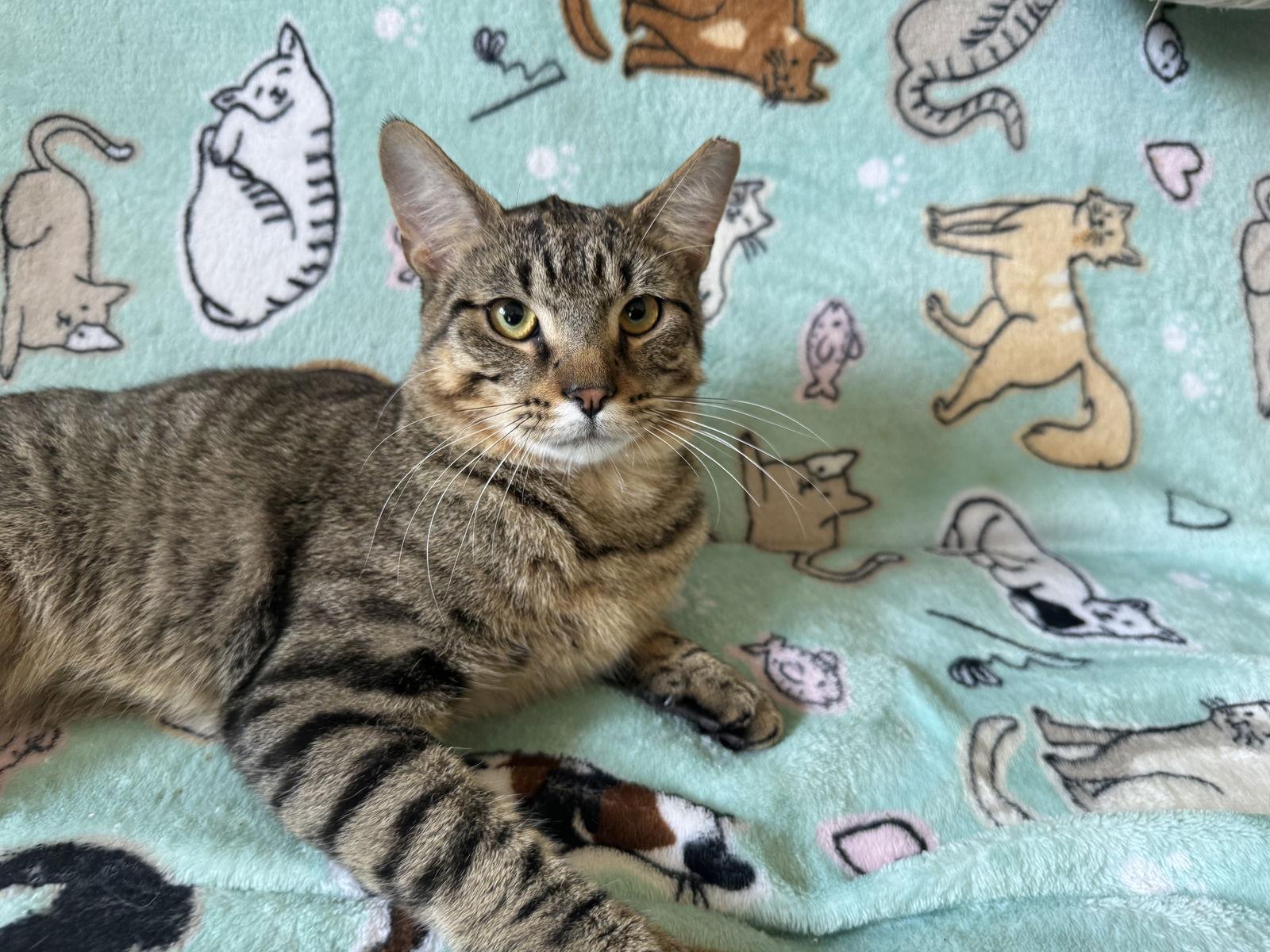 Jacob, Adoptable, Adult Male Domestic Short Hair.