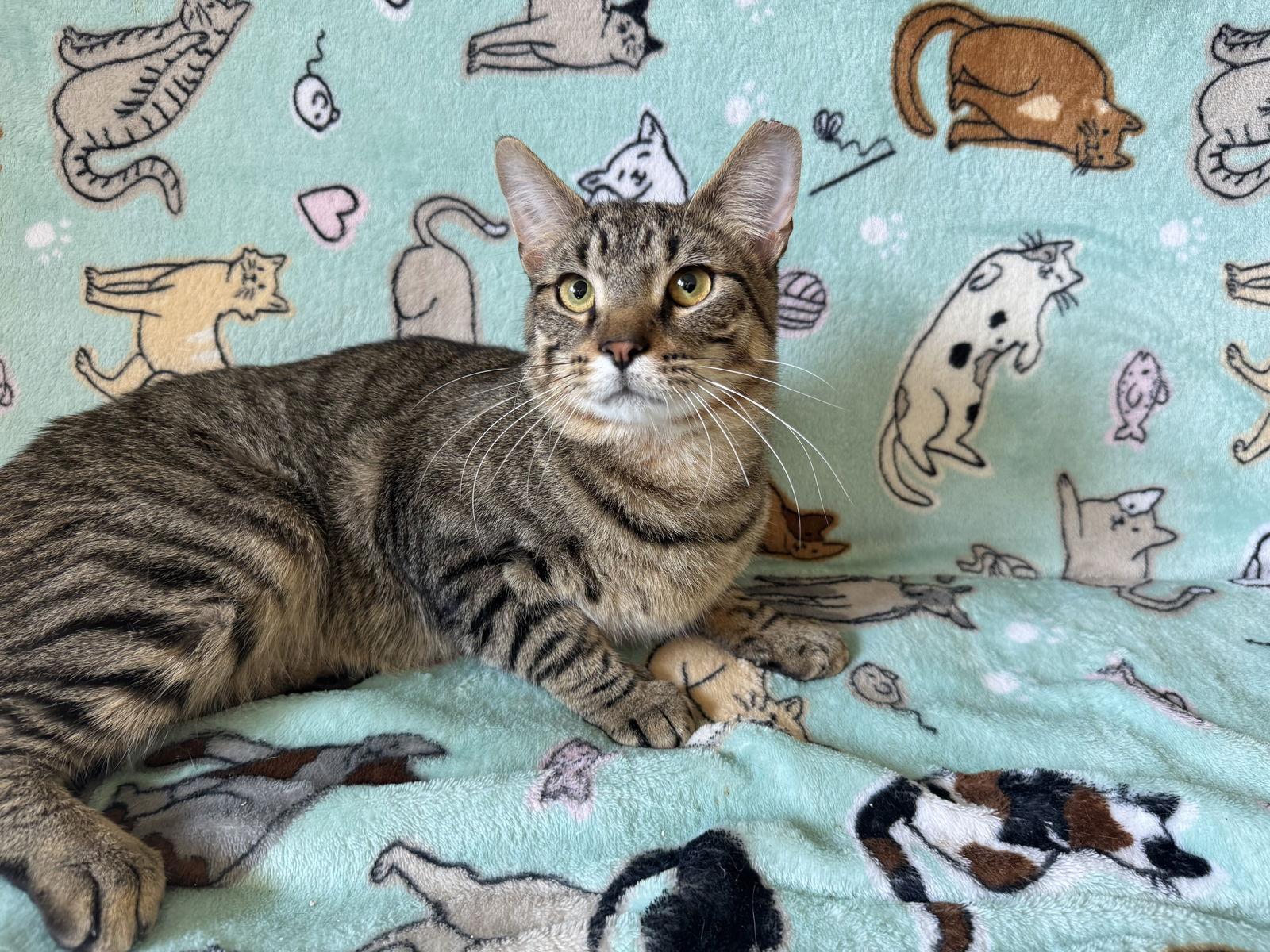 Jacob, a Adoptable Domestic Short Hair in Newtown Square, PA image 2/2