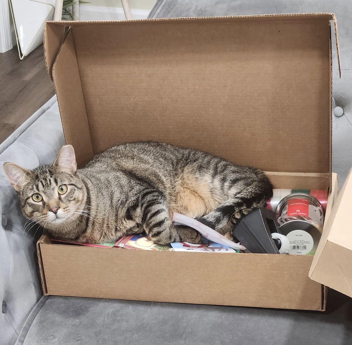 Jacob, a Adoptable Domestic Short Hair in Newtown Square, PA image 1/3