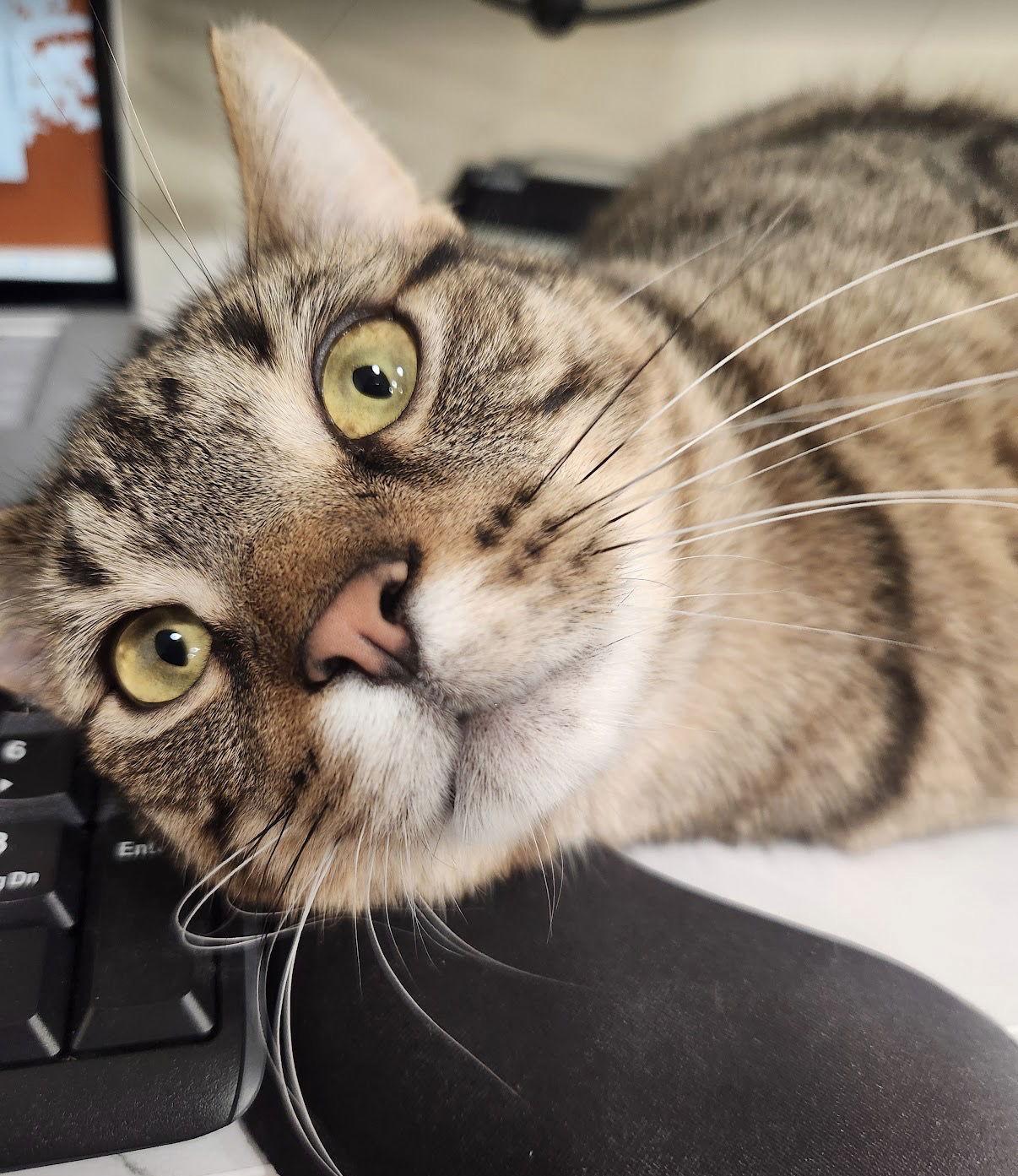 Jacob, a Adoptable Domestic Short Hair in Newtown Square, PA image 2/3